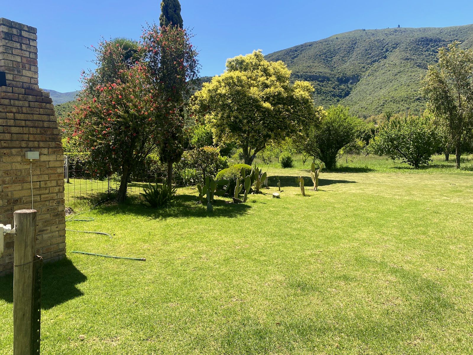 The garden